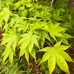Peridot Flame Japanese Maple
