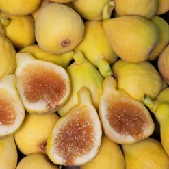 Peter's Honey Fig -The Tree Center Store Peters Honey Fig 3 copy jpg webp