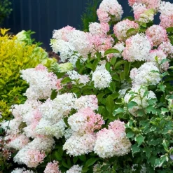 Phantom Hydrangea 9 Phantom Hydrangea -The Tree Center Store Phantom Hydrangea 1 jpg