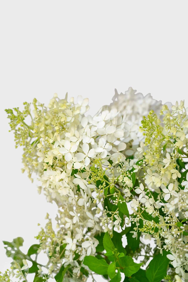 Phantom Hydrangea 1 Phantom Hydrangea