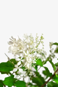 Phantom Hydrangea 7 Phantom Hydrangea -The Tree Center Store Phantom Hydrangea 5G 04 copy 1 600x900 1