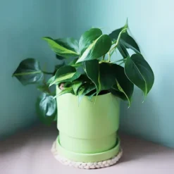 Philodendron Brasil -The Tree Center Store Philodendron Brasil 3 copy jpg webp