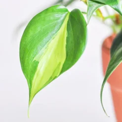 Philodendron Brasil -The Tree Center Store Philodendron Brasil 4 copy jpg webp