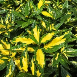 Spotted Japanese Aucuba -The Tree Center Store Picturata Aucuba 2 copy 600x600 1