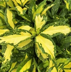 Spotted Japanese Aucuba -The Tree Center Store Picturata Aucuba 3 copy 600x603 1