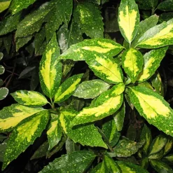 Spotted Japanese Aucuba