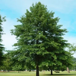 Pin Oak Tree 9 Pin Oak Tree -The Tree Center Store Pin Oak Tree copy 2 jpg