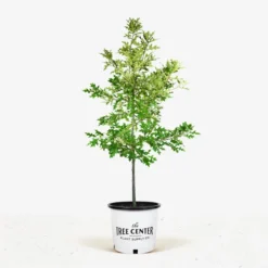Pin Oak Tree 8 Pin Oak Tree -The Tree Center Store Pin Oak Tree 7G 01 jpg 600x600 1