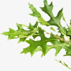 Pin Oak Tree 7 Pin Oak Tree -The Tree Center Store Pin Oak Tree 7G 04 jpg 600x600 1