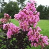 Pink Pearl Black Diamond Crape Myrtle