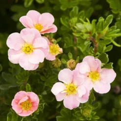 Pink Beauty Cinquefoil -The Tree Center Store Pink Beauty Cinquefoil 1 copy jpg webp