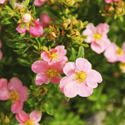 Pink Beauty Cinquefoil -The Tree Center Store Pink Beauty Cinquefoil 2 copy 600x600 1