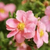Pink Beauty Cinquefoil