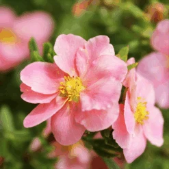 Pink Beauty Cinquefoil