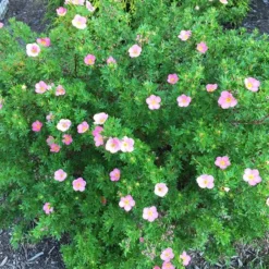 Pink Beauty Cinquefoil -The Tree Center Store Pink Beauty Cinquefoil 5 copy jpg webp
