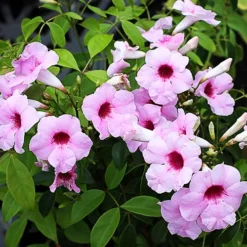 Pink Bower Vine -The Tree Center Store Pink Bower Vine 1 copy jpg