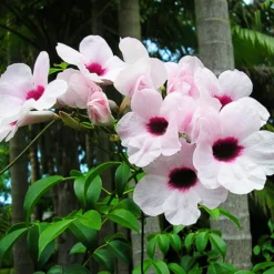 Pink Bower Vine -The Tree Center Store Pink Bower Vine 2 copy jpg