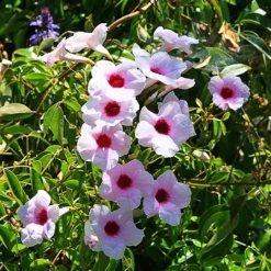 Pink Bower Vine