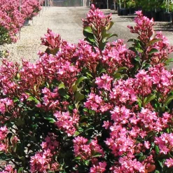 Pink Dancer Indian Hawthorn