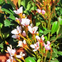 Pink Dancer Indian Hawthorn -The Tree Center Store Pink Dancer Indian Hawthorn 3 copy jpg