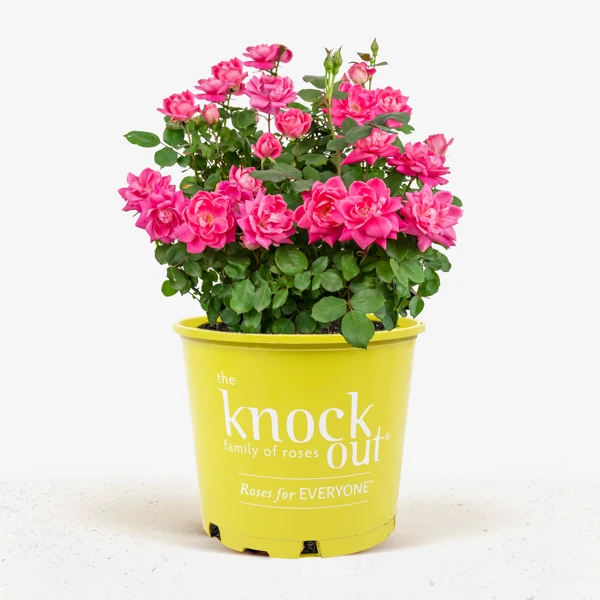 Pink Double Knock Out® Rose 1 Pink Double Knock Out® Rose
