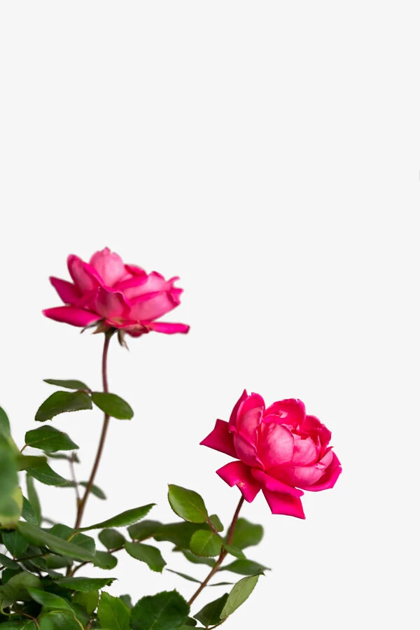 Pink Double Knock Out® Rose 5 Pink Double Knock Out® Rose - Image 5