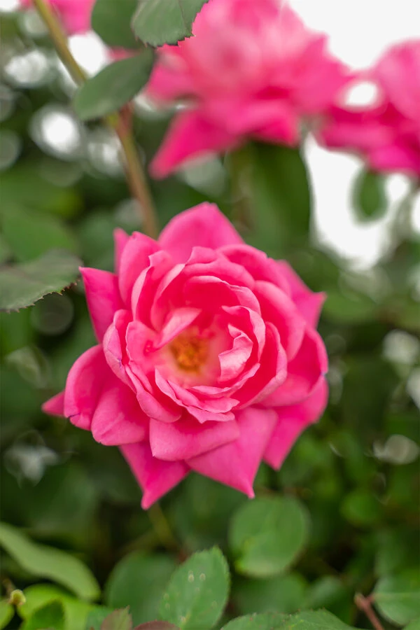 Pink Double Knock Out® Rose 2 Pink Double Knock Out® Rose - Image 2