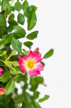 Pink Drift® Rose - Tree Form 8 Pink Drift® Rose - Tree Form -The Tree Center Store Pink Drift Rose Tree Form 5G 03 600x900 1