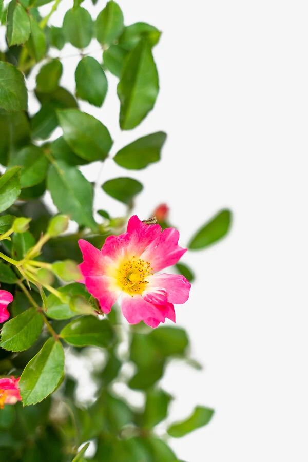 Pink Drift® Rose - Tree Form 4 Pink Drift® Rose - Tree Form - Image 4