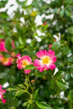 Pink Drift® Rose - Tree Form 9 Pink Drift® Rose - Tree Form -The Tree Center Store Pink Drift Rose Tree Form 5G 05 600x900 1