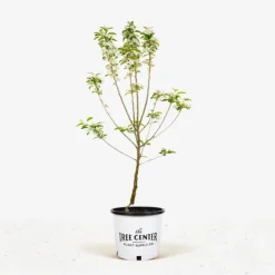 Pink Lady Apple Tree