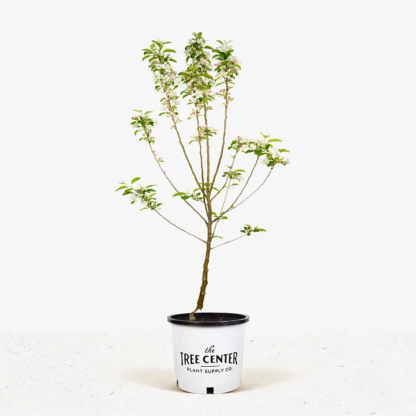 Pink Lady Apple Tree 1 Pink Lady Apple Tree