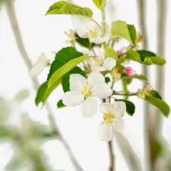 Pink Lady Apple Tree 8 Pink Lady Apple Tree -The Tree Center Store Pink Lady Apple Tree 5G 03 copy 600x600 1