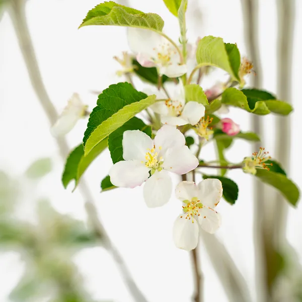 Pink Lady Apple Tree 4 Pink Lady Apple Tree - Image 4