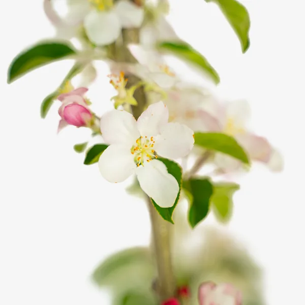 Pink Lady Apple Tree 3 Pink Lady Apple Tree - Image 3