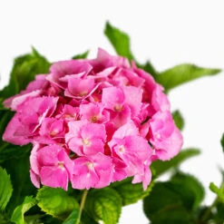 Pink Parfait Bigleaf Hydrangea -The Tree Center Store Pink Parfait Bigleaf Hydrangea 5G 02 copy 600x600 1