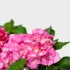 Pink Parfait Bigleaf Hydrangea