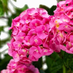 Pink Parfait Bigleaf Hydrangea -The Tree Center Store Pink Parfait Bigleaf Hydrangea 5G 05 copy 600x600 1