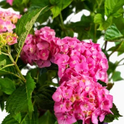 Pink Parfait Bigleaf Hydrangea -The Tree Center Store Pink Parfait Bigleaf Hydrangea 5G 06 copy 600x600 1