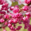 Pink Pom Poms Redbud