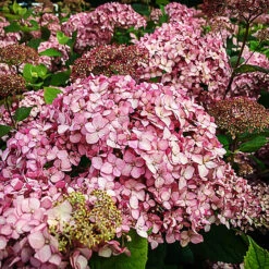 Pinkerella Hydrangea -The Tree Center Store Pinkerella Hydrangea 1 copy 600x600 1