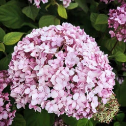 Pinkerella Hydrangea -The Tree Center Store Pinkerella Hydrangea 1.1 copy 600x600 1