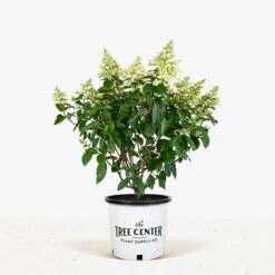 Pinky Winky® Hydrangea