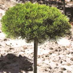 Dwarf Mountain Pine - Tree Form -The Tree Center Store Pinus Mugo Gnome STD 2 copy jpg