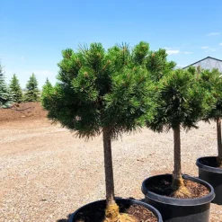 Dwarf Mountain Pine - Tree Form -The Tree Center Store Pinus Mugo Gnome STD 3 copy jpg