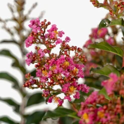 Plum Magic Crape Myrtle -The Tree Center Store Plum Magic Crape Myrtle 3G 05 copy 2 600x600 1