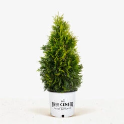 Polar Gold Arborvitae 9 Polar Gold Arborvitae -The Tree Center Store Polar Gold Arborvitae 2G 01 600x600 1
