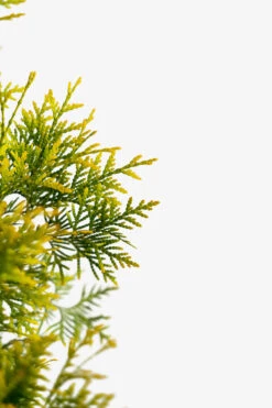 Polar Gold Arborvitae 7 Polar Gold Arborvitae -The Tree Center Store Polar Gold Arborvitae 2G 02 600x900 1