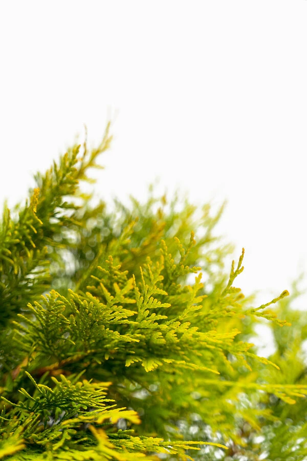 Polar Gold Arborvitae 2 Polar Gold Arborvitae - Image 2