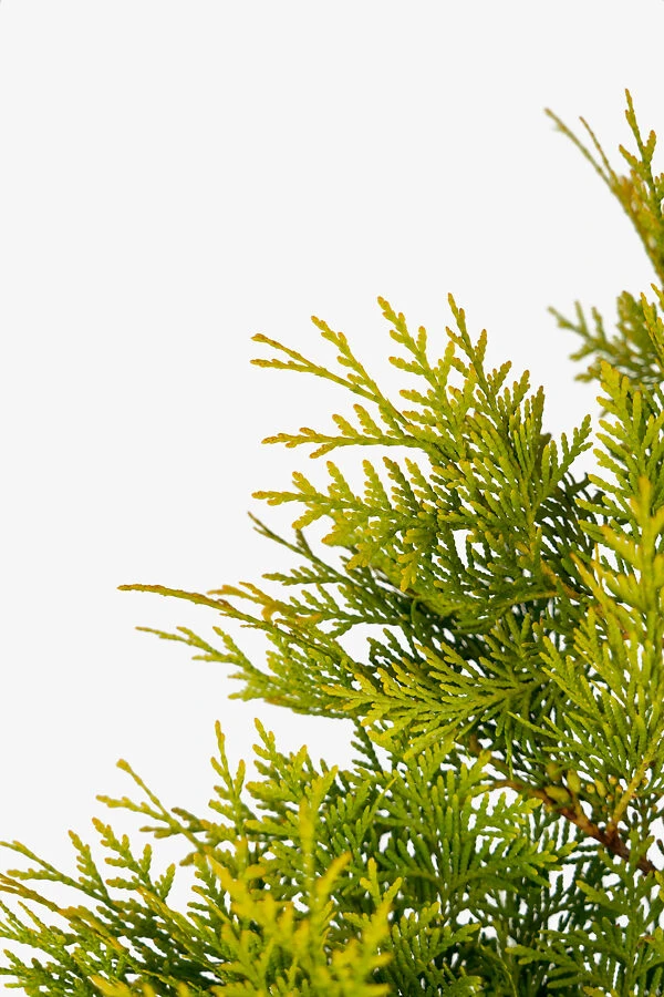 Polar Gold Arborvitae 1 Polar Gold Arborvitae